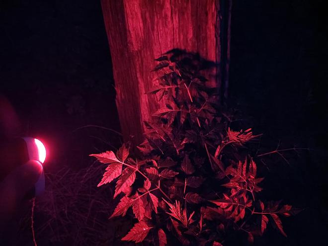 ix小魔方头灯体验让你爱不释手！澳门新葡京网页超轻超能！Fen(图16)